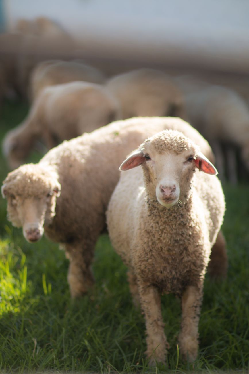 beautiful sheeps